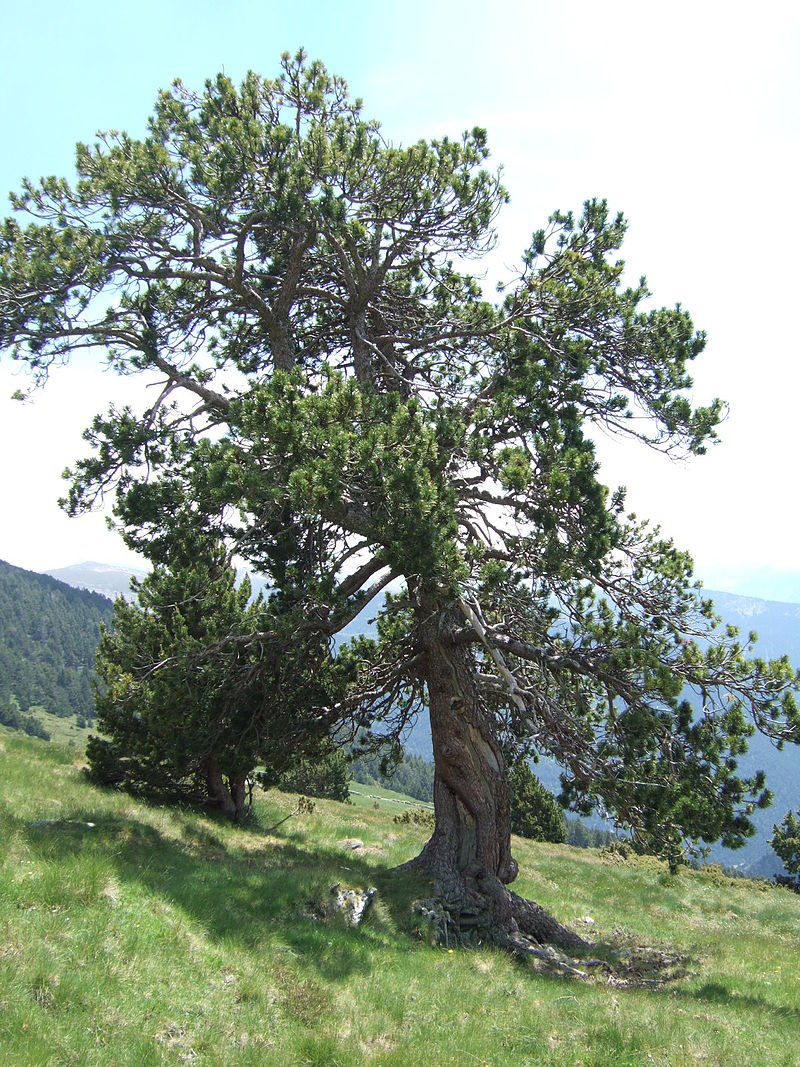 Pinus uncinata