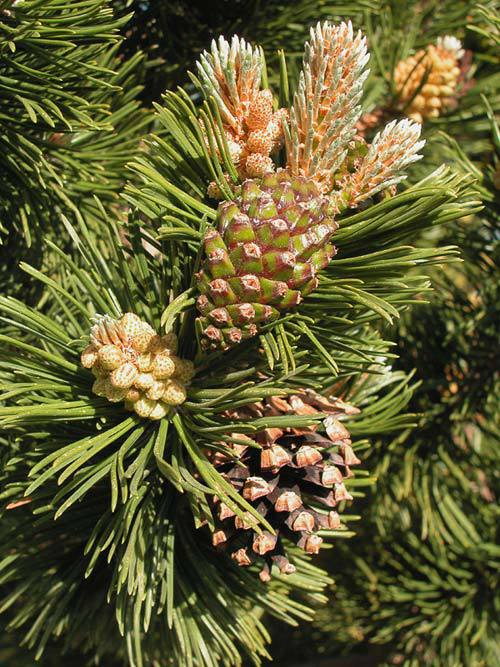 Pinus uncinata