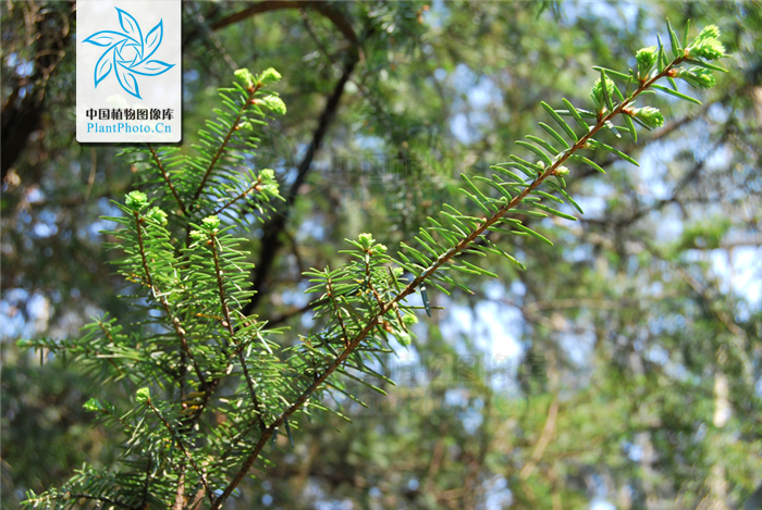 Tsuga chinensis 