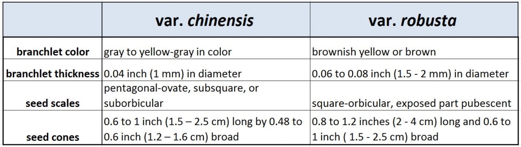 Tsuga chinensis 