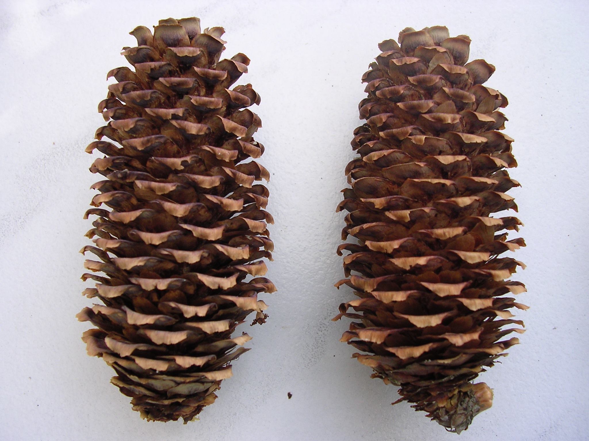 Picea alcoquiana 