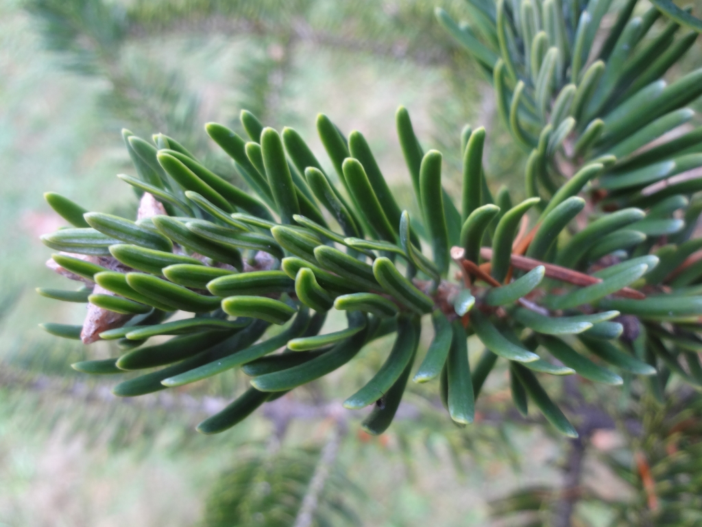 Abies recurvata 
