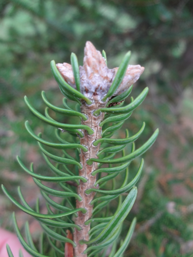 Abies recurvata 