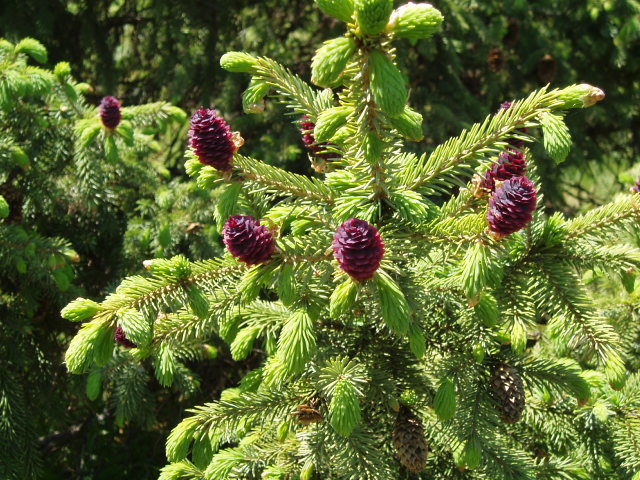 Picea likiangensis 