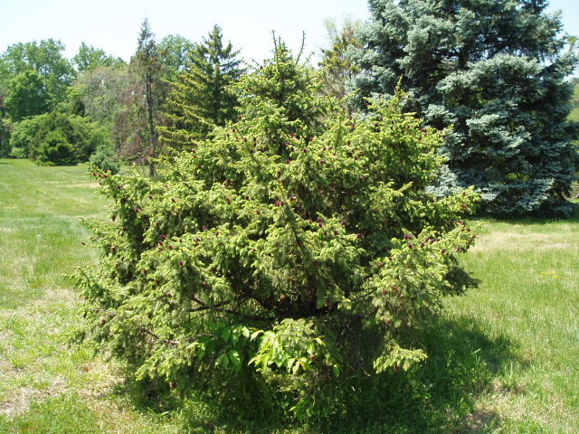 Picea likiangensis 