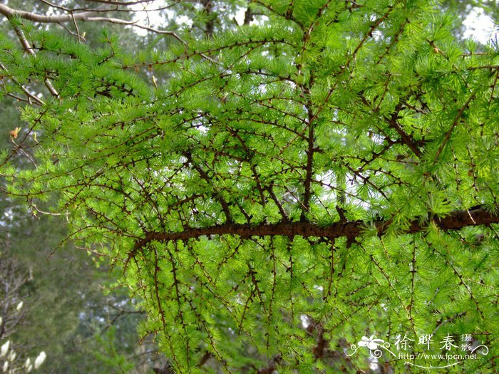 Larix gmelinii 