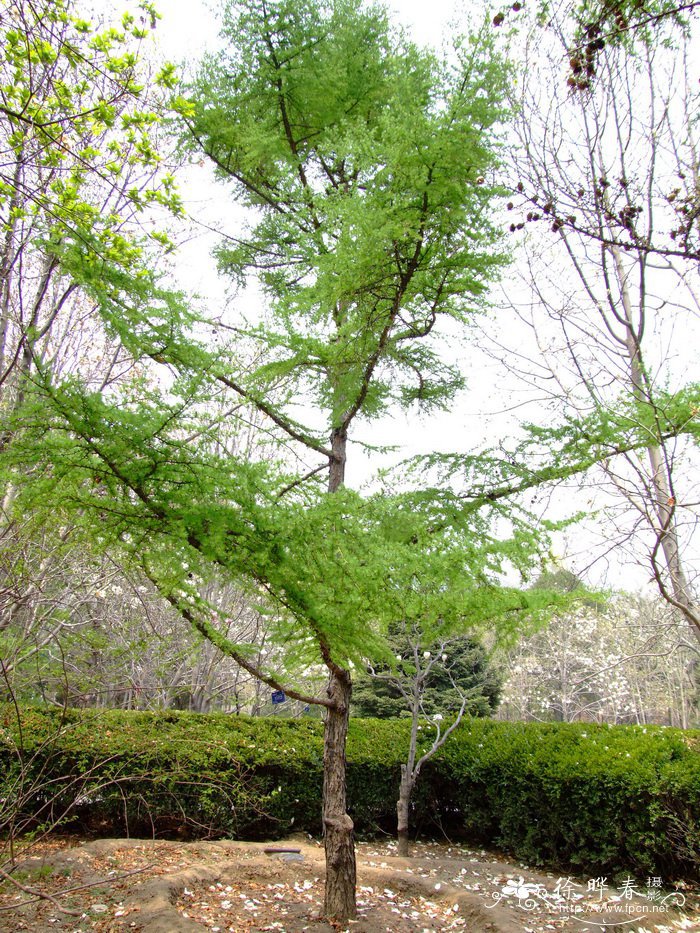 Larix gmelinii 