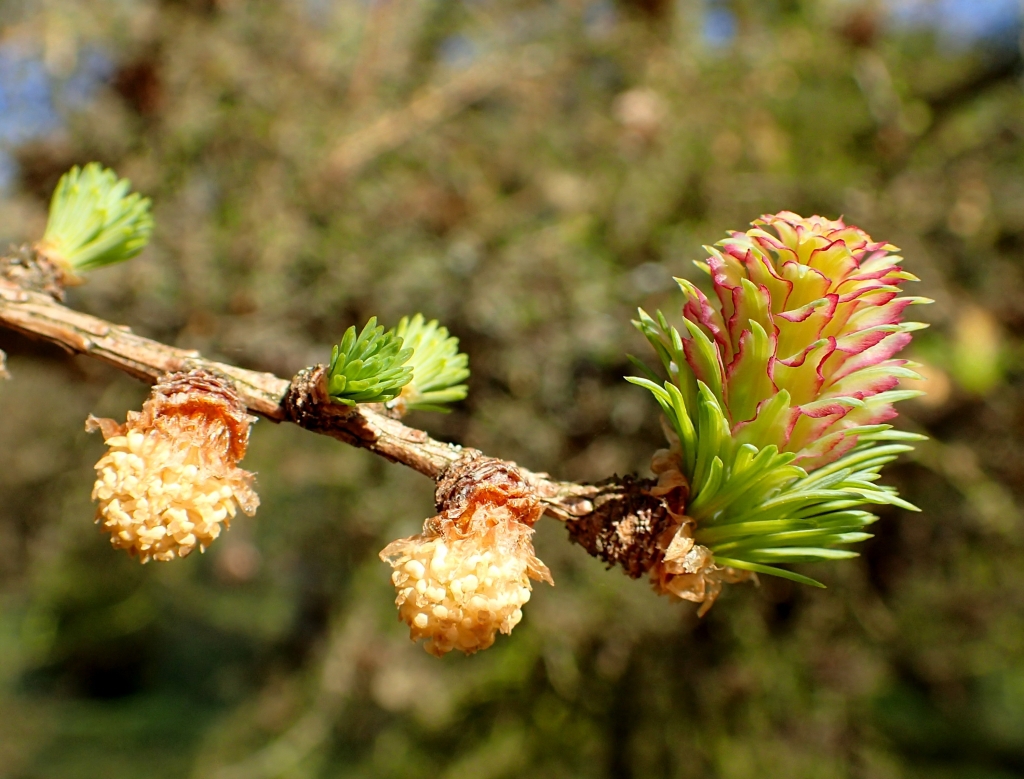 Larix gmelinii 