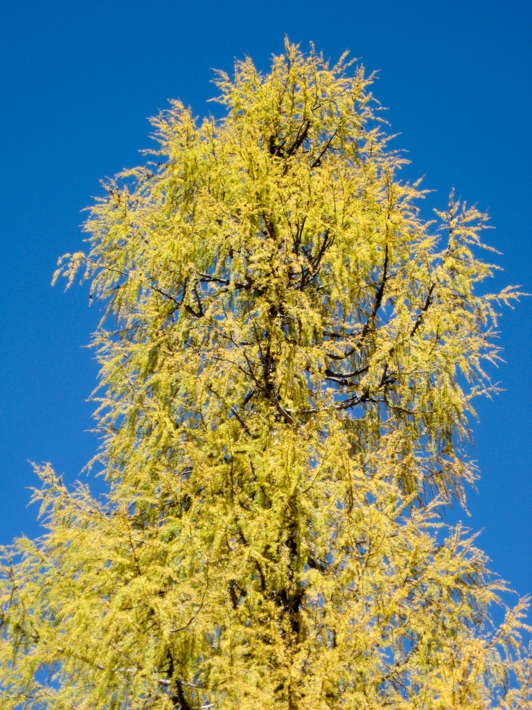Larix potaninii 