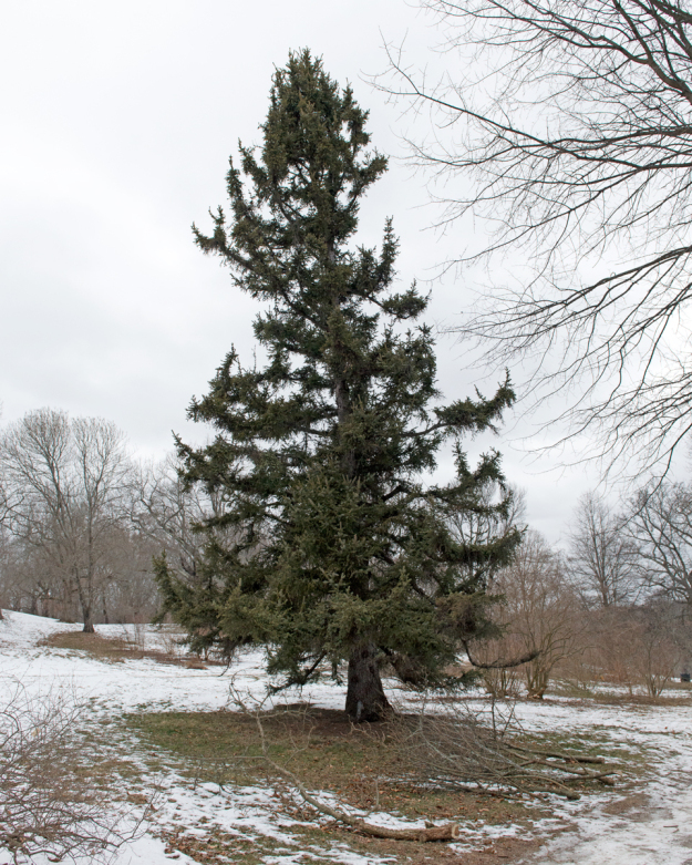 Picea asperata 