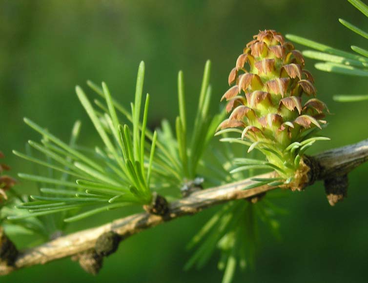 Larix decidua 