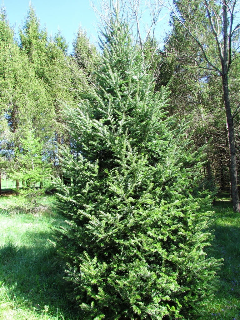 Abies balsamea 