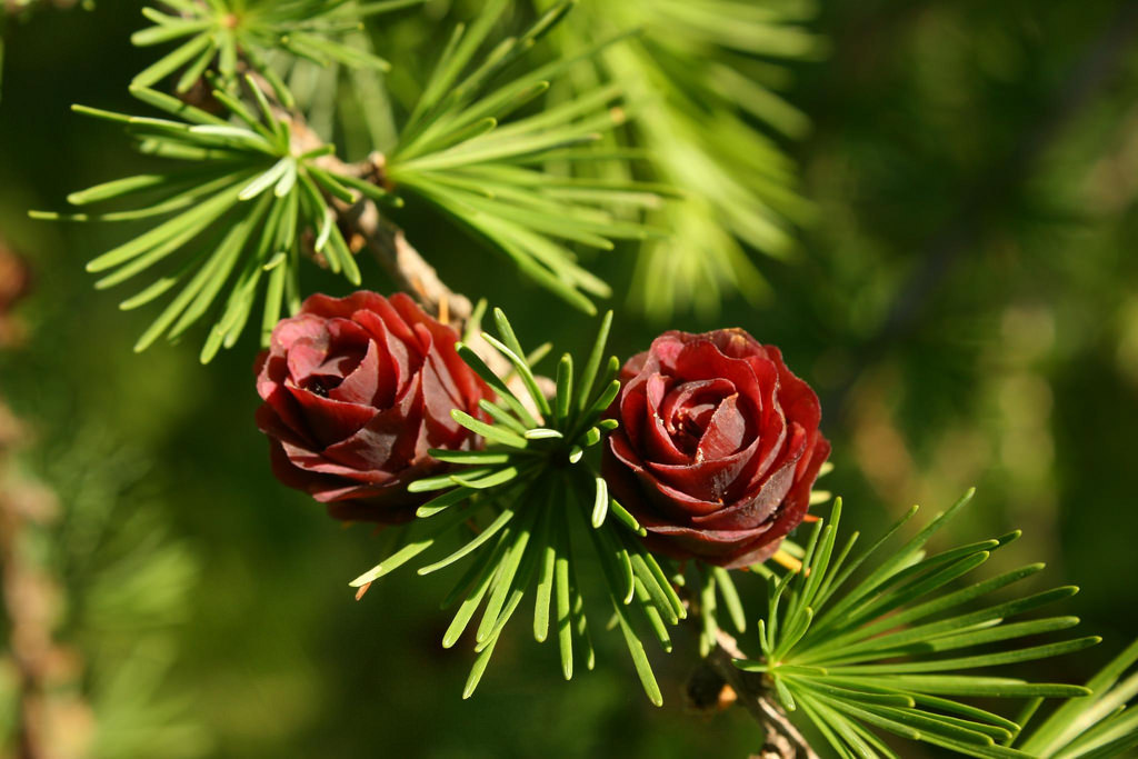 Larix gmelinii 