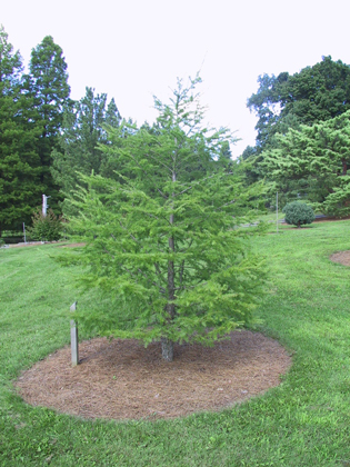 Larix gmelinii 