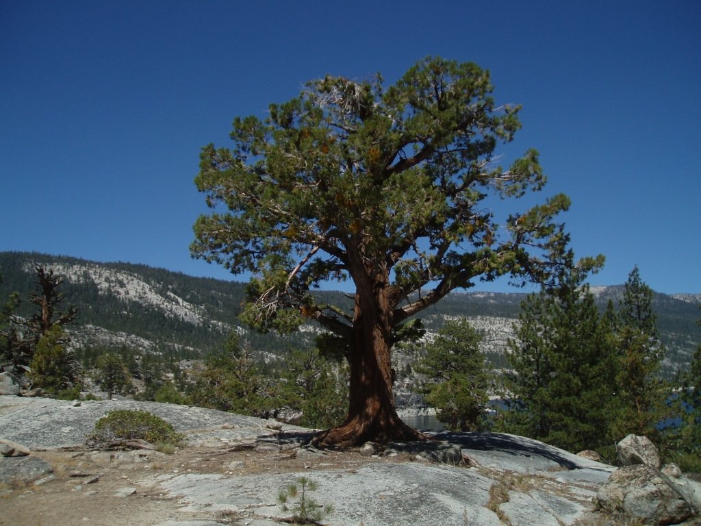 Juniperus occidentalis 