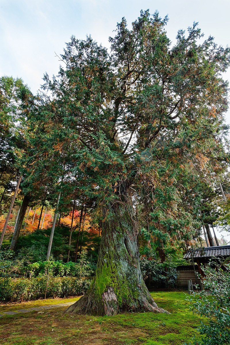 Chamaecyparis obtusa 