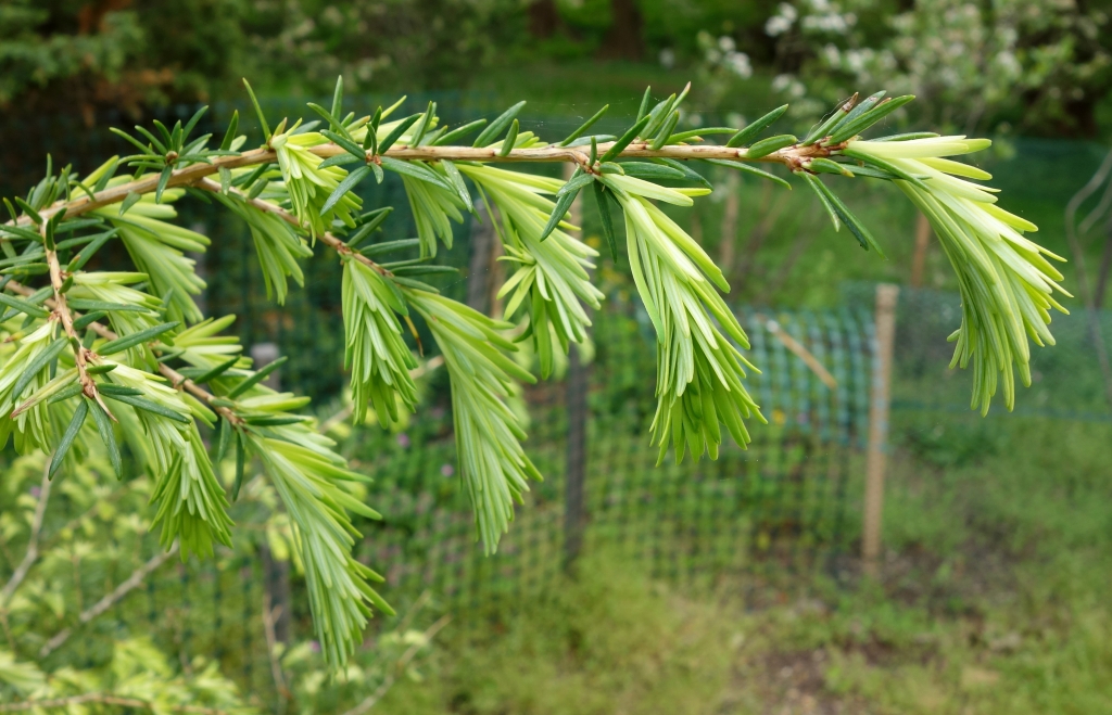 Tsuga chinensis 