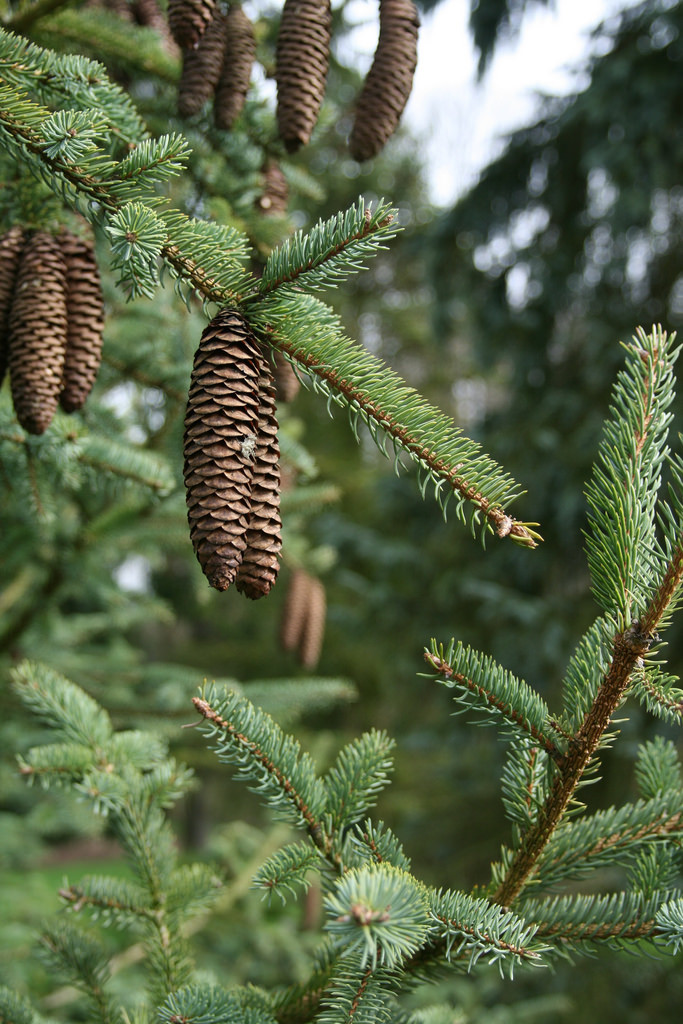 Picea asperata 