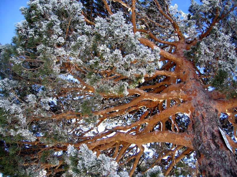 Pinus sylvestris 