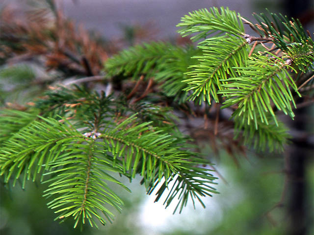 Abies sachalinensis 
