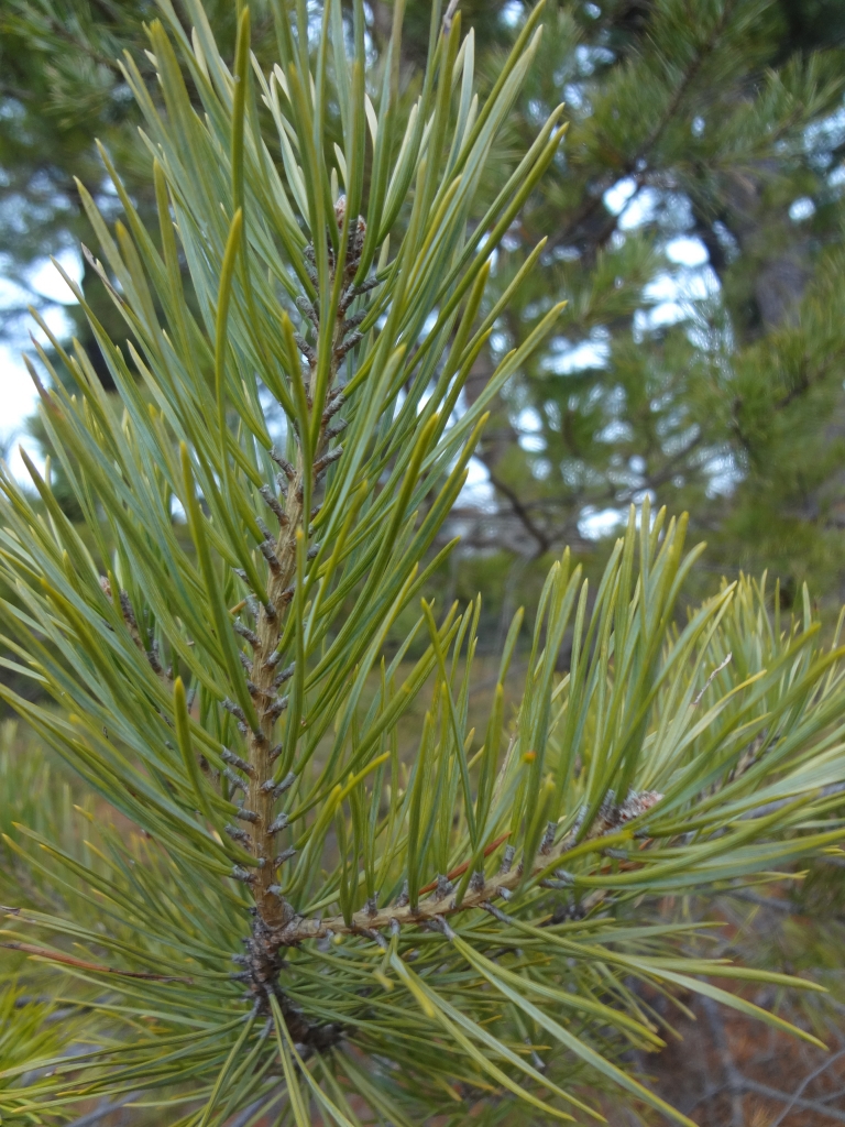 Pinus sylvestris 