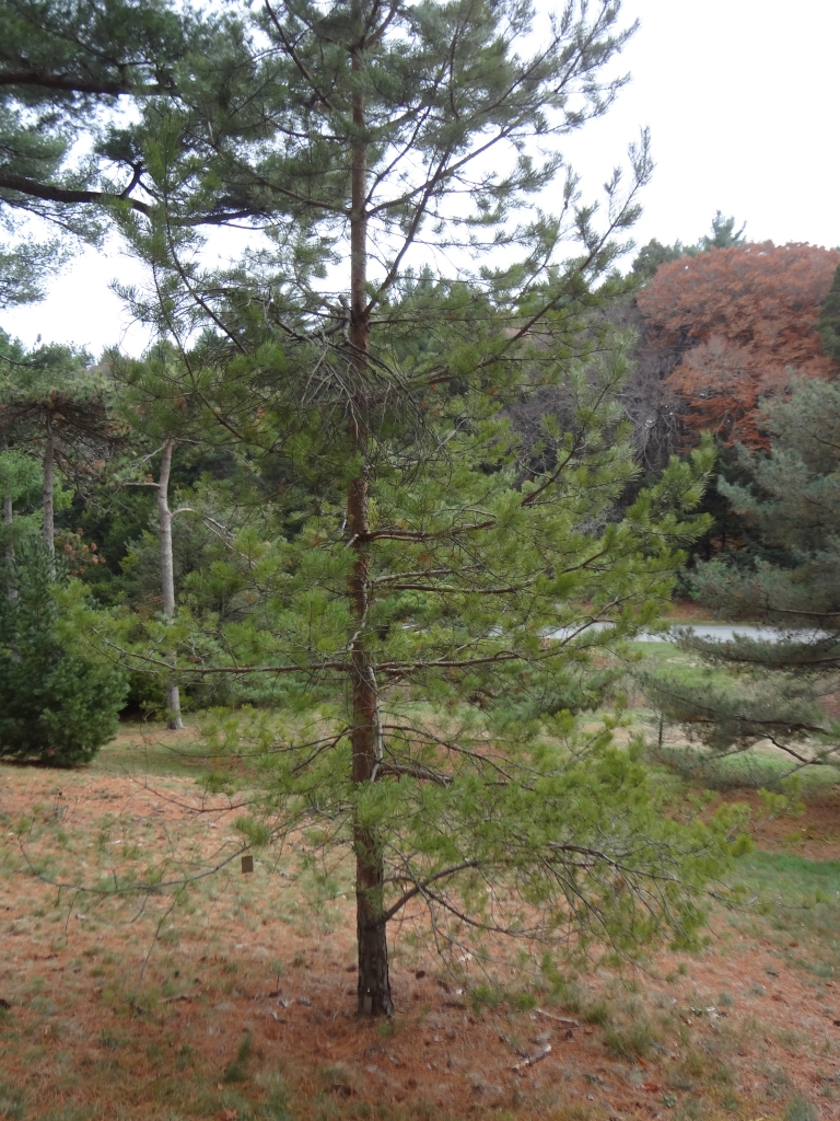 Pinus sylvestris 