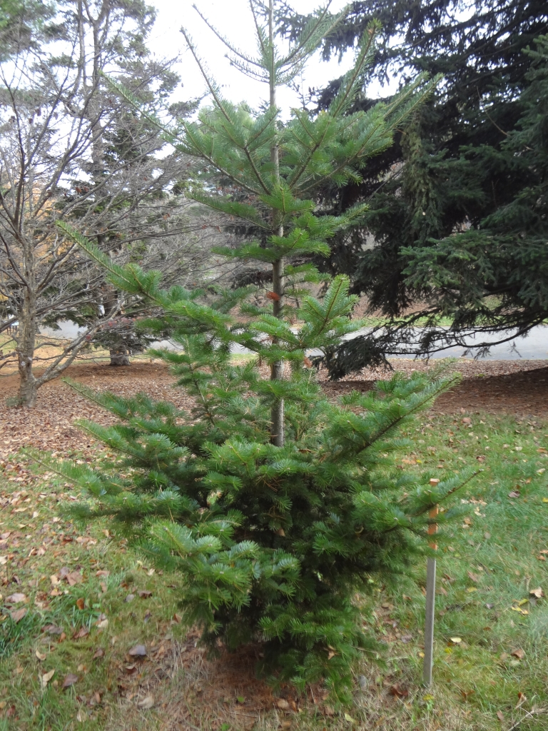 Abies sachalinensis 