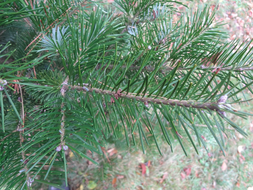Abies sachalinensis 