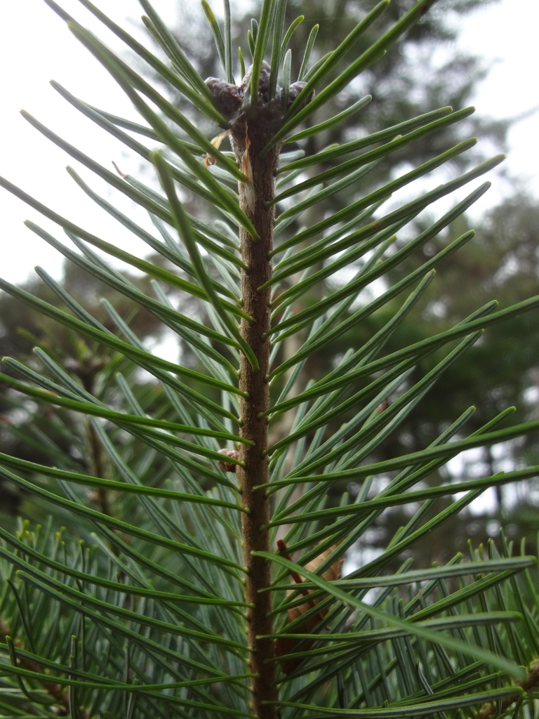 Abies sachalinensis 