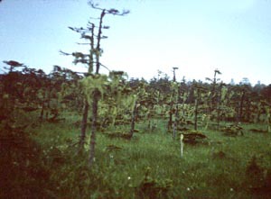 Abies sachalinensis 
