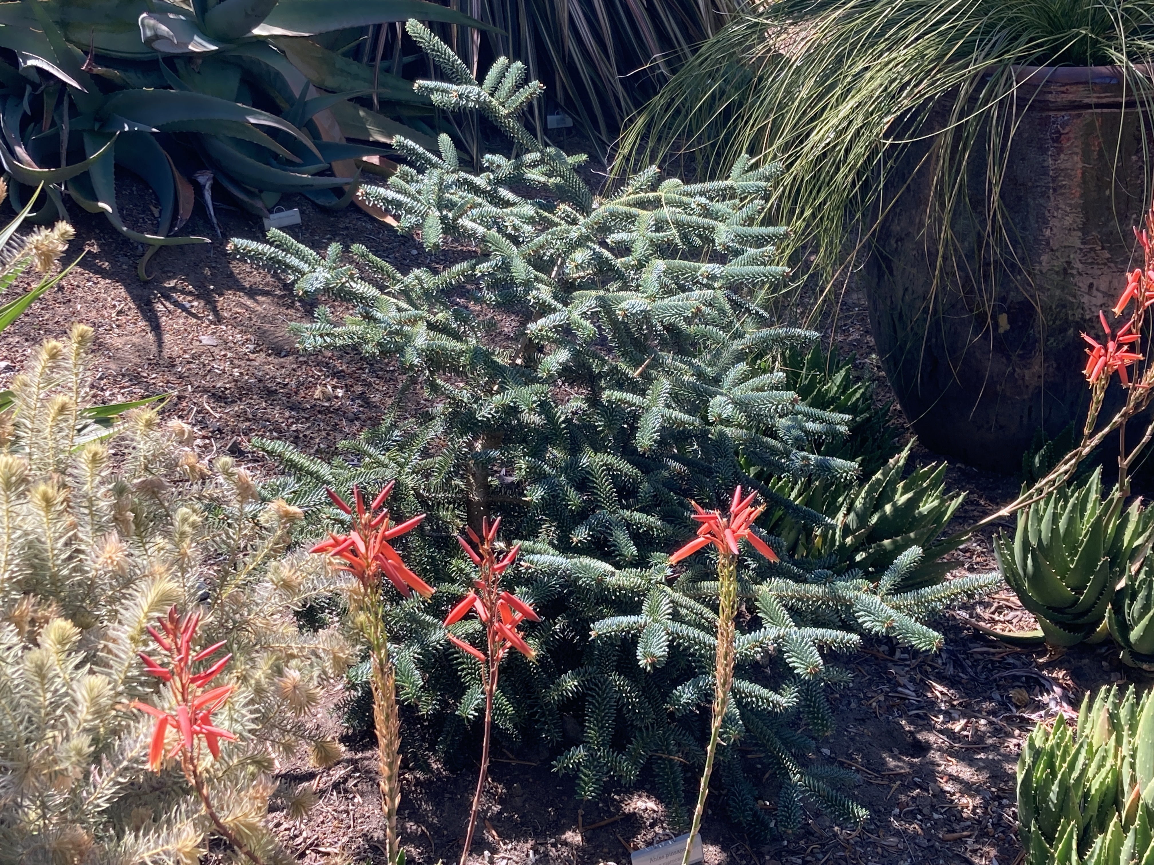 Abies pinsapo 