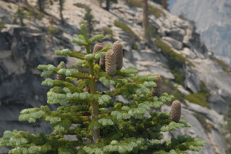Abies magnifica 
