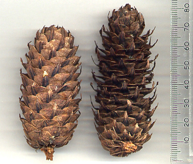 Larix potaninii 