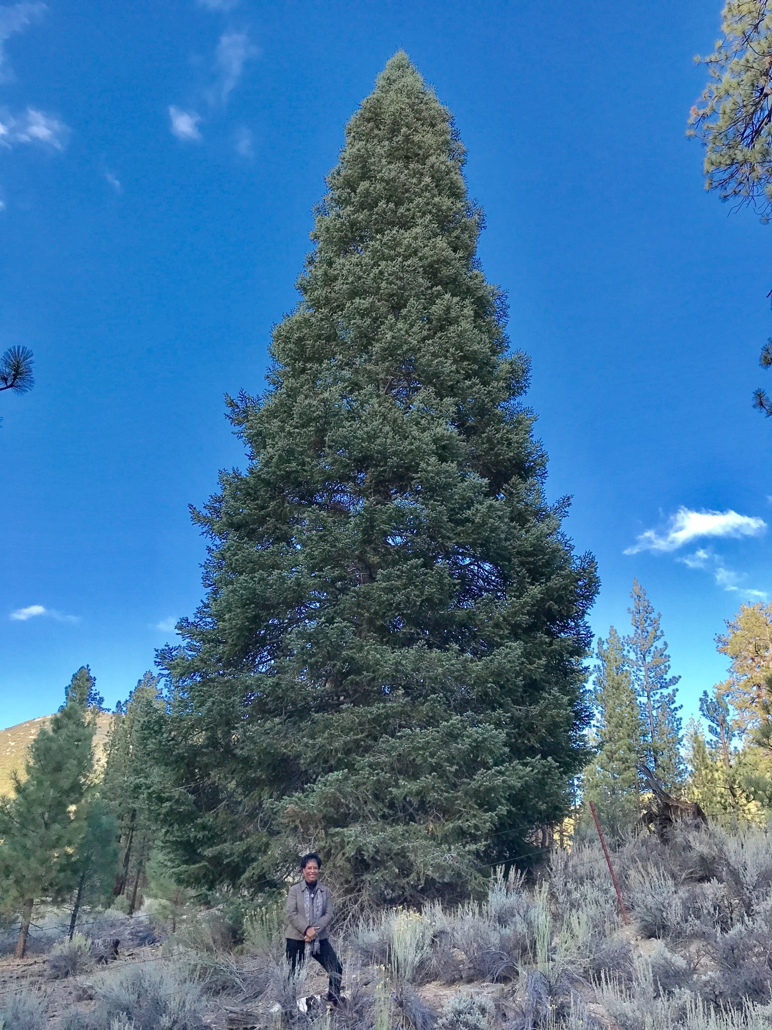 Abies concolor 