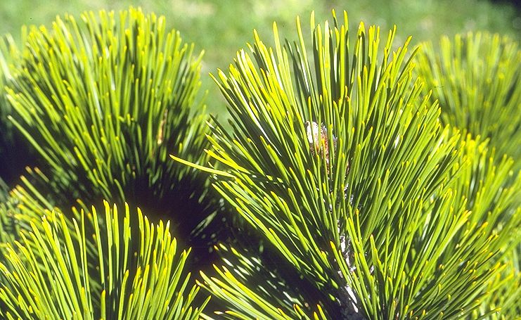Pinus heldreichii 