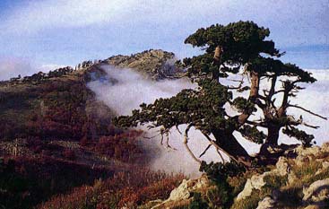 Pinus heldreichii 