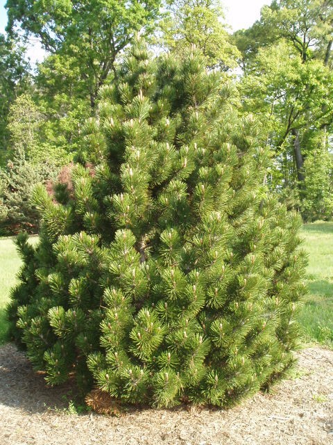 Pinus heldreichii 