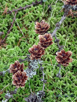 Larix gmelinii 