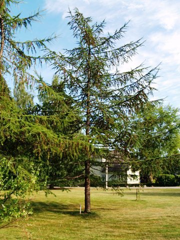 Larix gmelinii 
