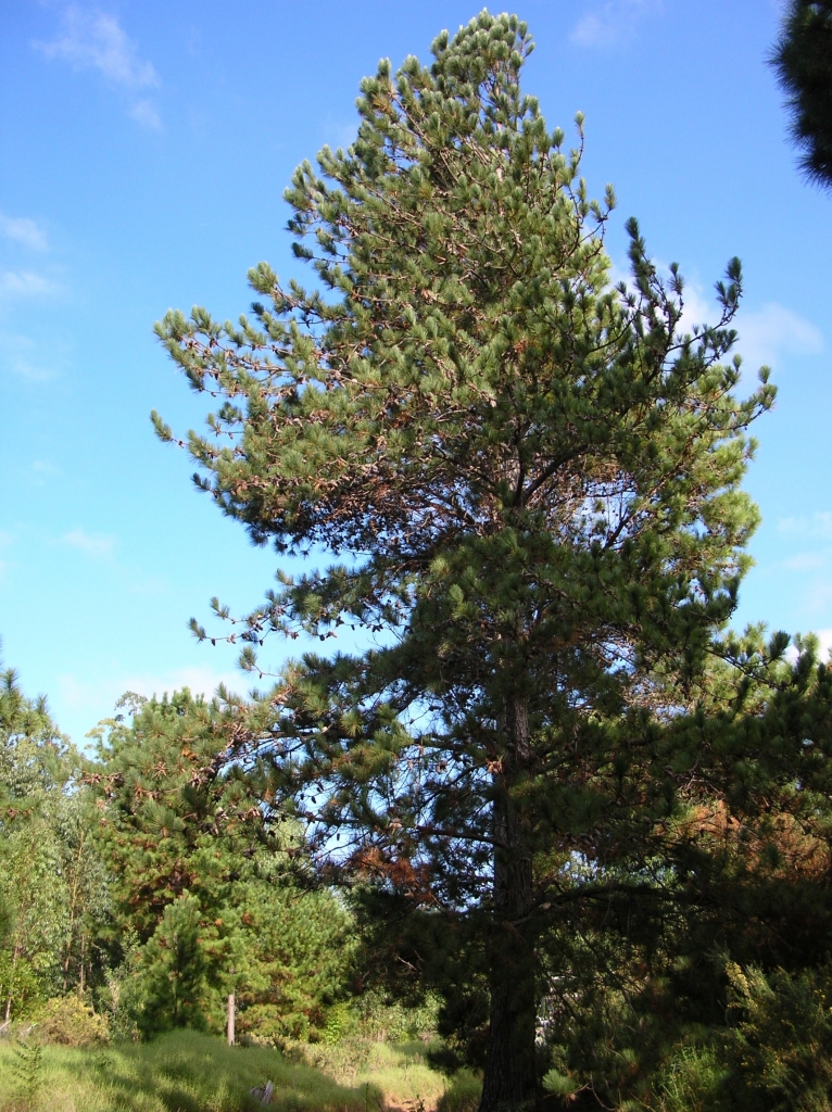 Pinus caribaea 