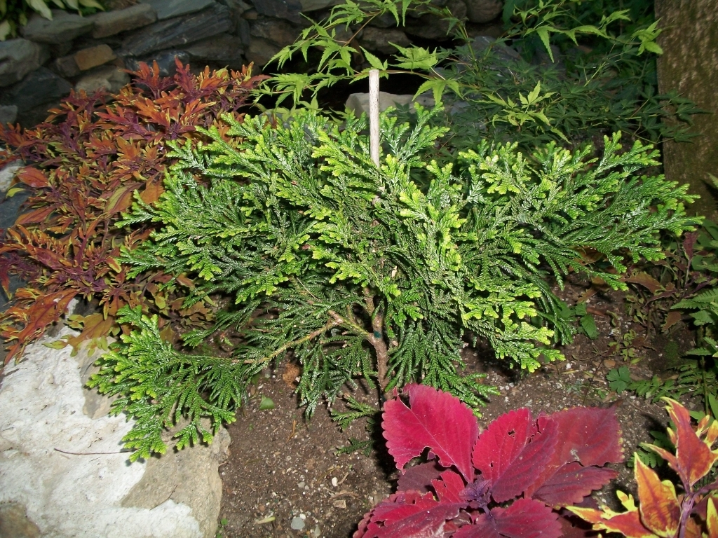 Thujopsis dolabrata 