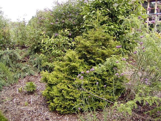 Thujopsis dolabrata 