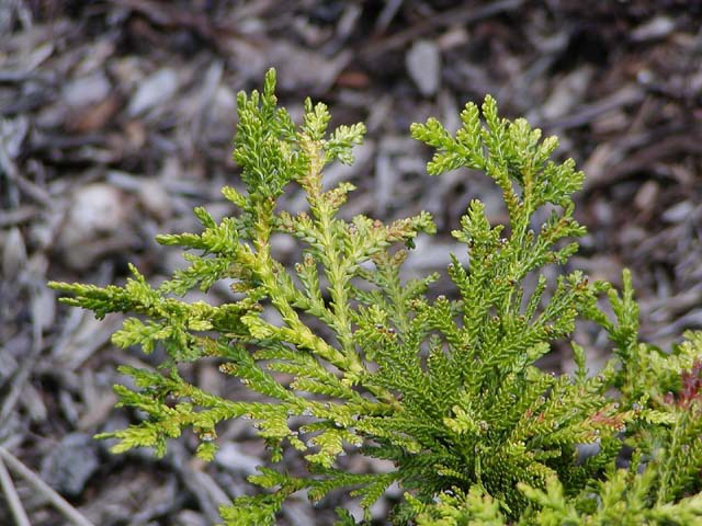 Thujopsis dolabrata 