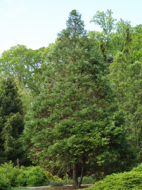 Thujopsis dolabrata 