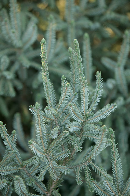 Picea likiangensis 