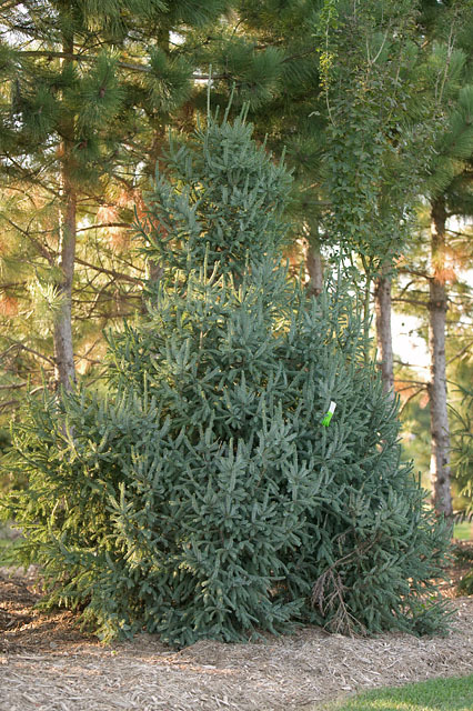 Picea likiangensis 