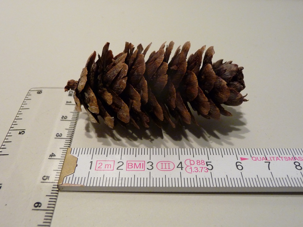 Larix potaninii 