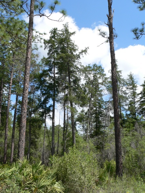 Chamaecyparis thyoides 