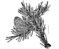 Abies sachalinensis 