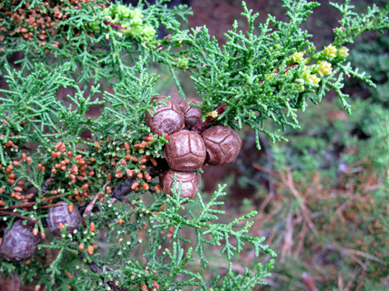 Cupressus goveniana 